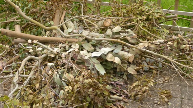 Collecte de branches samedi